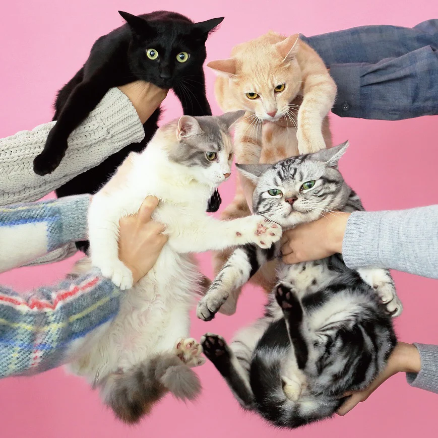 Kinoko Teikoku - Neko to Allergy